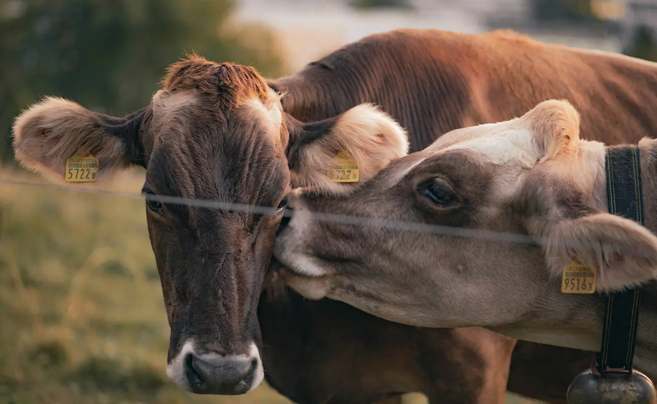 Cattle Breeding Farm