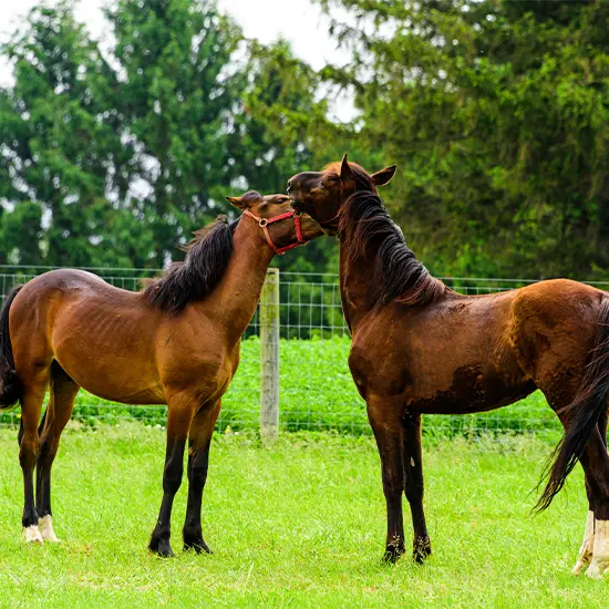 Stallions at Stud