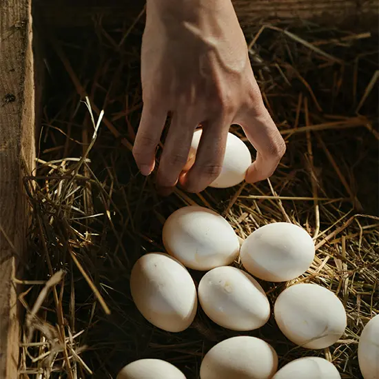 White Eggs