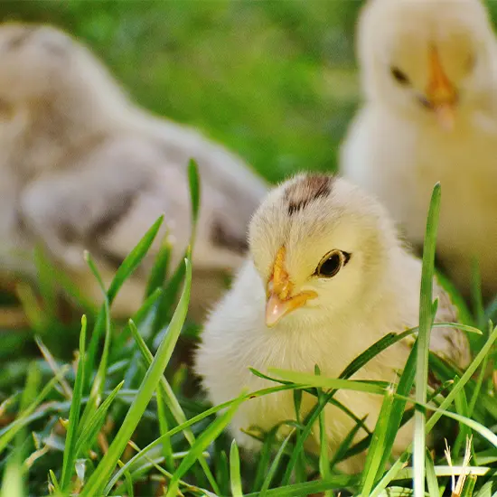 Little Chicks