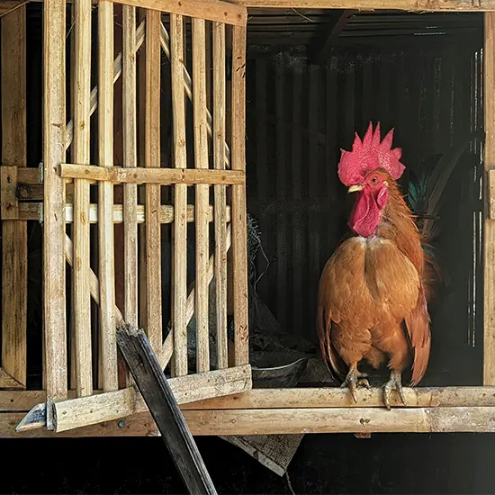 Poultry Cages