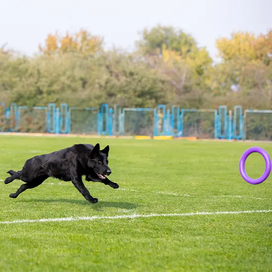 Puppy Training and Socialization