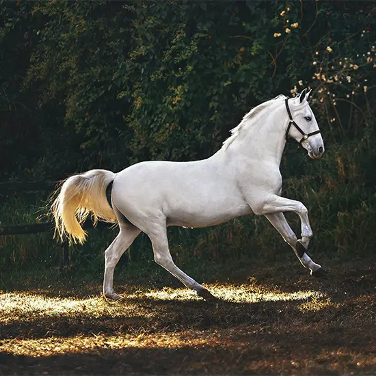 Diverse Horse Breeds, Exquisite Care