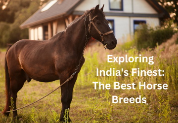 Best Horse Breeds