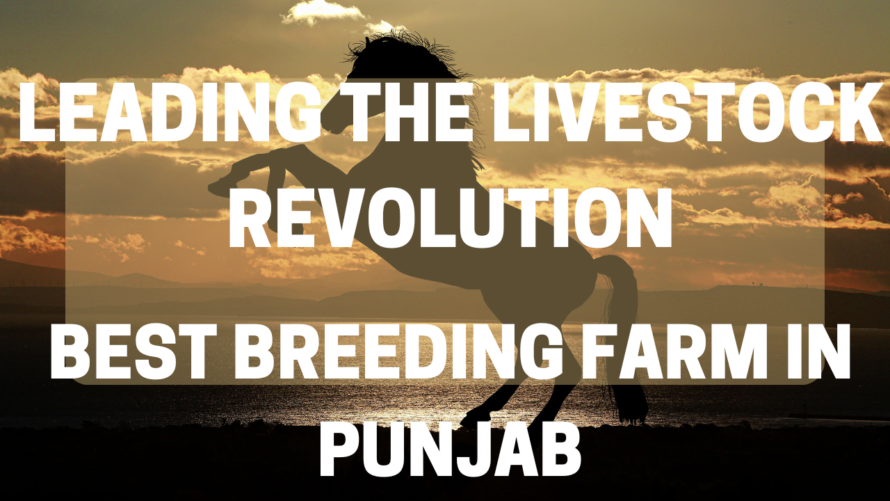 Best Breeding Farm In Punjab