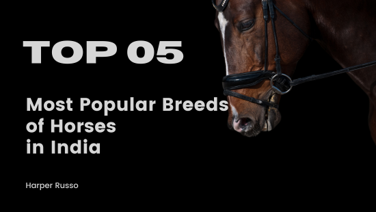 Most Popular Breeds of Horses