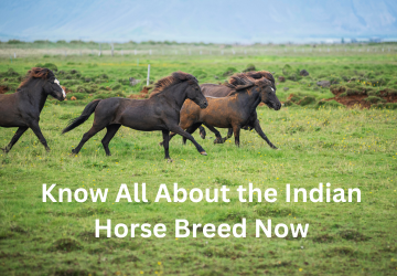 Know All About the Indian Horse Breed Now