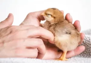 Comprehensive Guide to Chicks Vaccination: Ensuring Health and Productivity