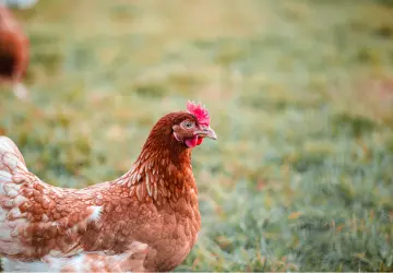 Country Chicken vs. Broiler Chicken: A Comprehensive Guide to Making Healthier Choices