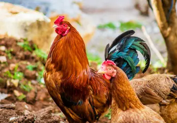 The Rich Flavor and Health Benefits of Desi Chicken: Why You Should Buy Desi Chicken from Advanced Breeding Farm