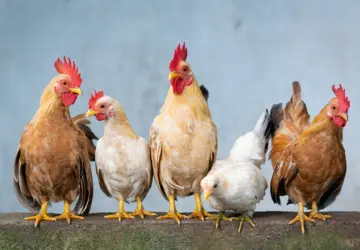 The Rise of Desi Chicken: A Comprehensive Guide by Advanced Breeding Farm