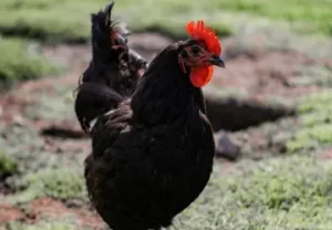 The Ultimate Guide to Black Australorp Chickens: Everything You Need to Know