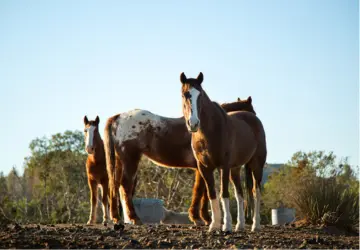 Horse Breeds Available in India and at Our Advanced Breeding Farm