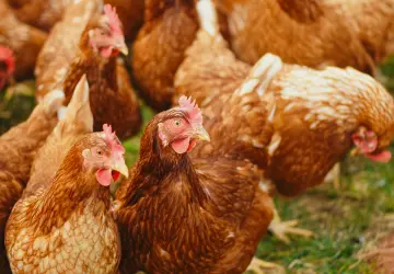 Why You Should Buy Organic Chicken: Health, Taste, and Sustainability