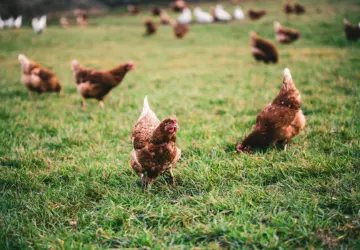 The Benefits of Organic Chicken: A Healthier and More Sustainable Choice