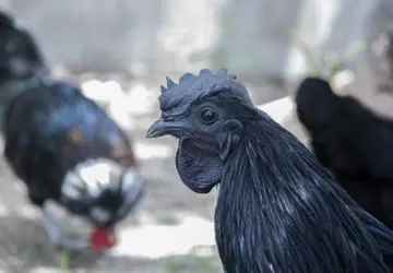 Top Kadaknath Poultry Wholesalers in Chandigarh: Advanced Breeding Farm