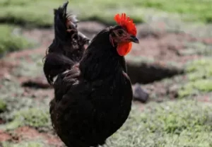 Black Australorp: The Perfect Chicken Breed for Your Farm, Black Australorp chicken eggs