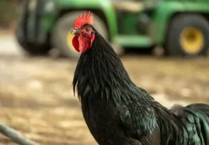 Everything You Need to Know About the Australorp Chicken Breed