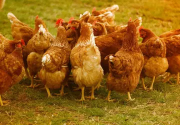 Why Free Range Chicken from Advanced Breeding Farm is Your Best Choice