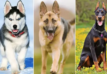 Top 10 Best Breeds of Dogs